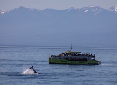 victoria, orca pod