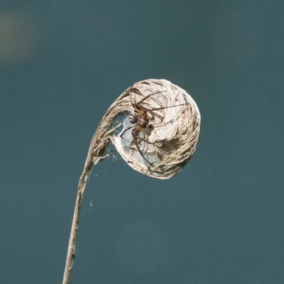 spider