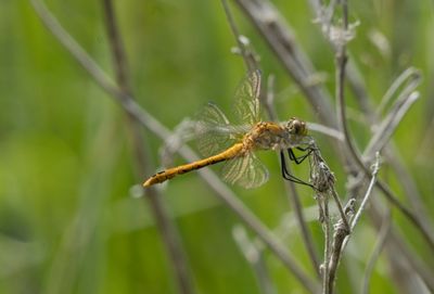 libellule