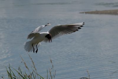 mouette rieuse