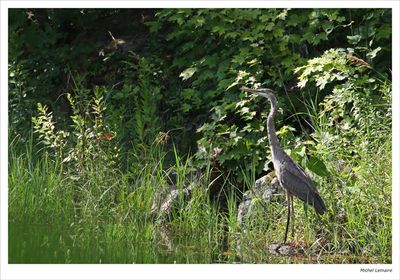 Heron 40