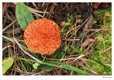 Champignon 07