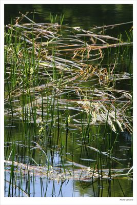 Flottantes 12