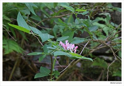 Wild and Escaped Flowers