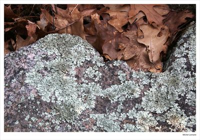 Lichen 01w