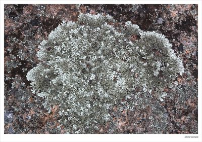 Lichen 02w