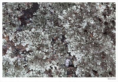 Lichen 03w