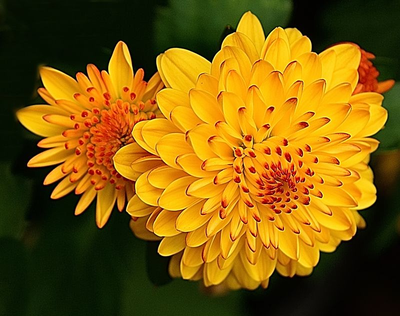 Red Tip Dahlia