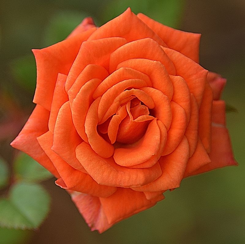 360 of 365 Orange Rose