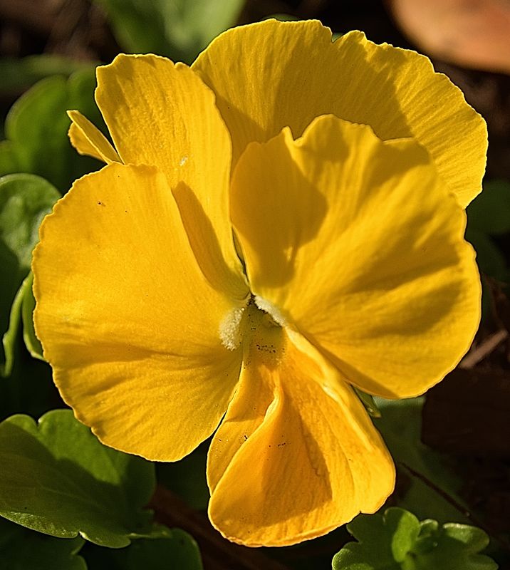 Solid Yellow Pansy
