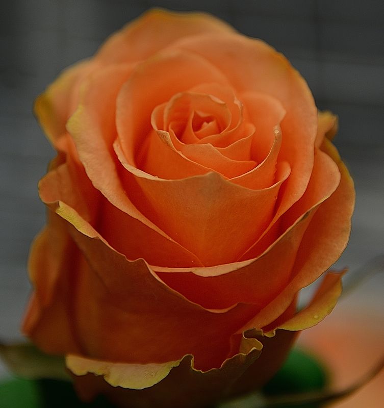 8 of 365 Apricot Rose