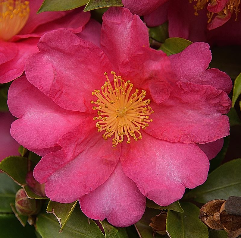 27 of 365 Sasanqua Camillia