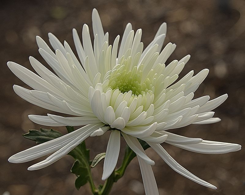 53 of 365 Fresh Spider Mum