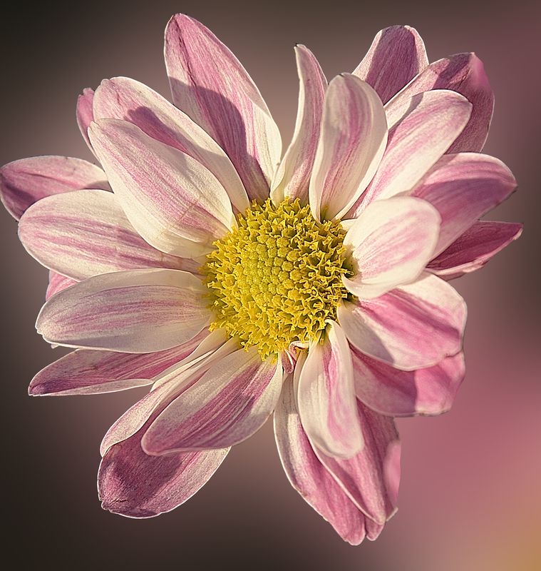 Early Spring Mum