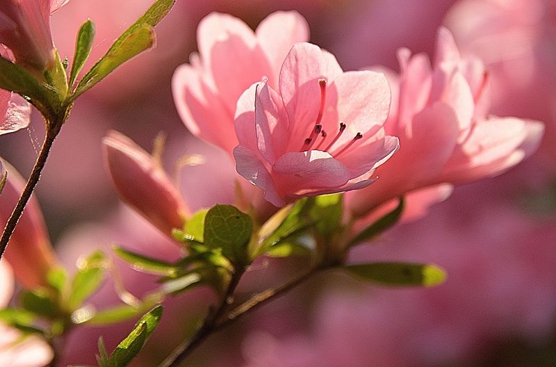 122 of 365 Pink Azalea