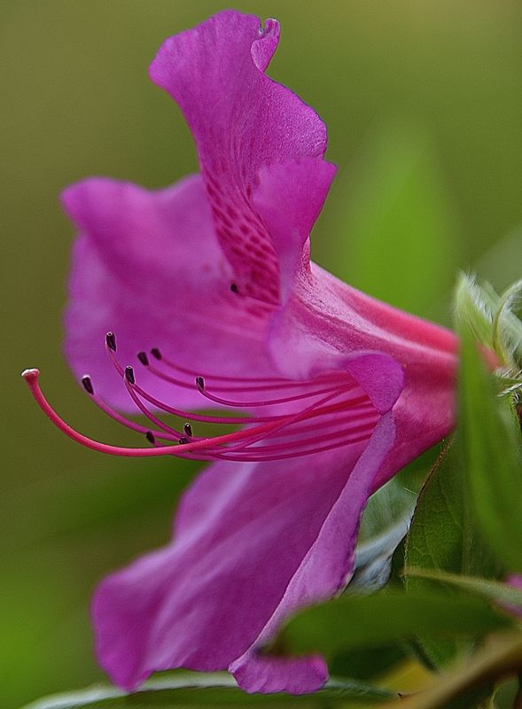 A_Pink Azalea