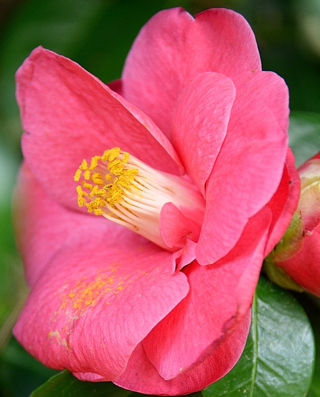 142 of 365 From My Camelia Bush