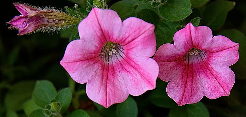 181 of 365 Pretty Pink Petunia