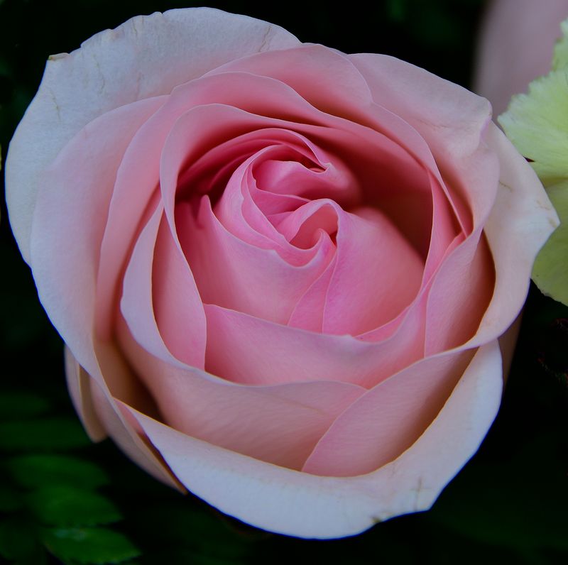 186 of 365 Light Pink Rose