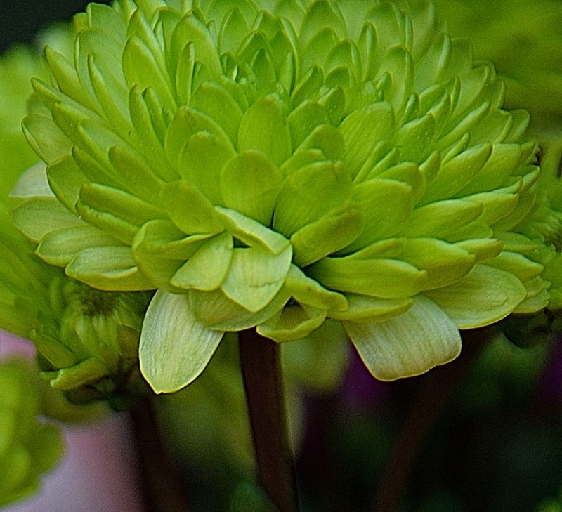 Lemon Lime Mum