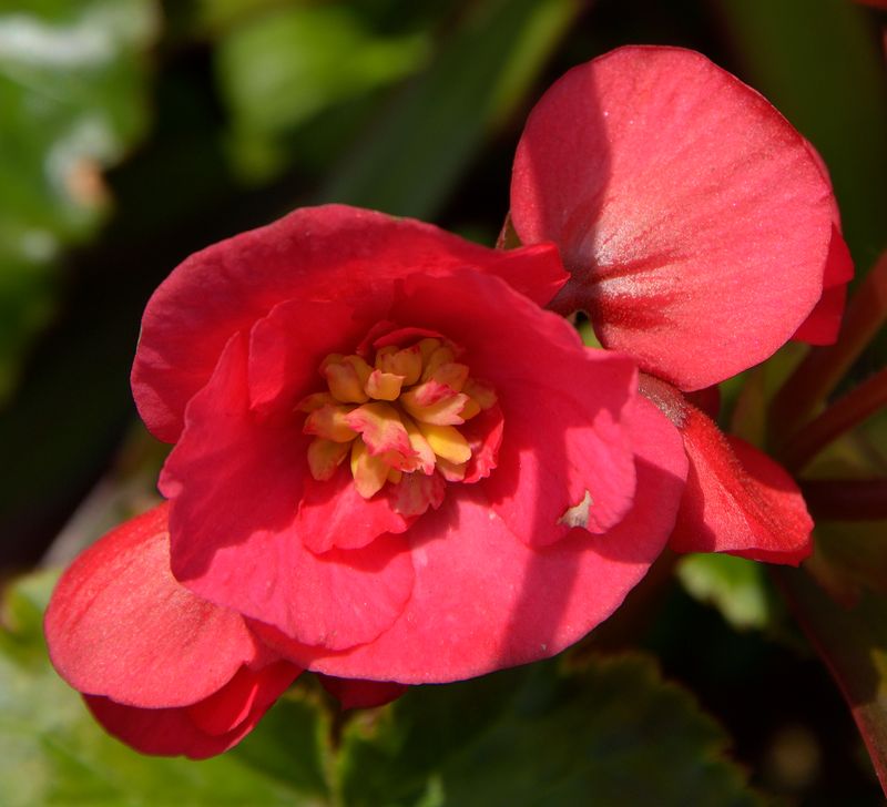 Exotic Pink Petunia
