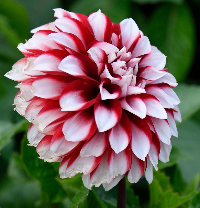 Stripped Zinnia