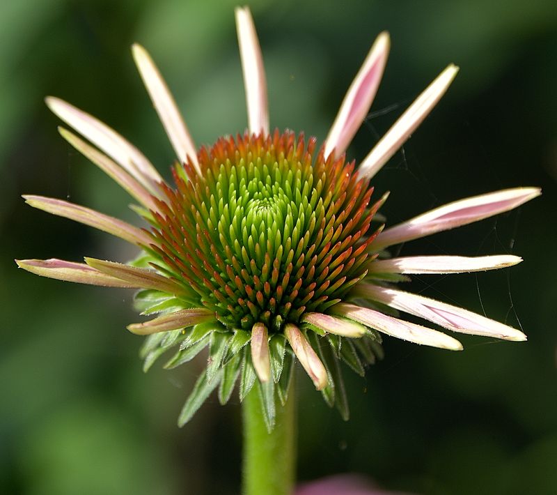 Cone Flower