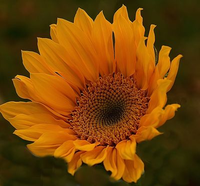 Sunflower Shine