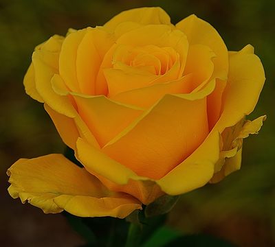 Shiny Yellow Rose