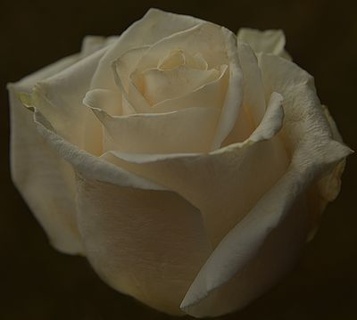 359 of 365 White Splendor Rose