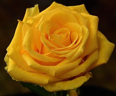 Yellow Sparkle Rose.jpg