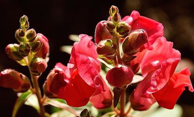 363 of 365 Antirrhinum