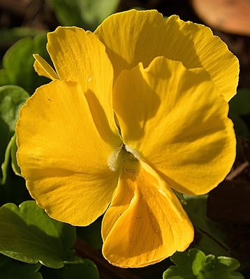 Solid Yellow Pansy