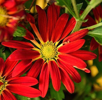 Red Zinnia.jpg