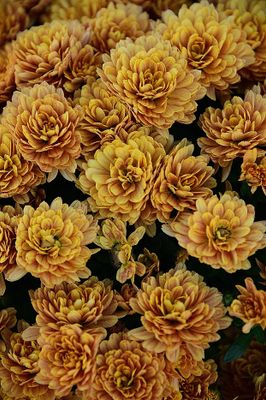 Fall Gold Mums