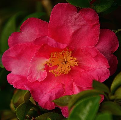 7 of 365 Pink Camellia