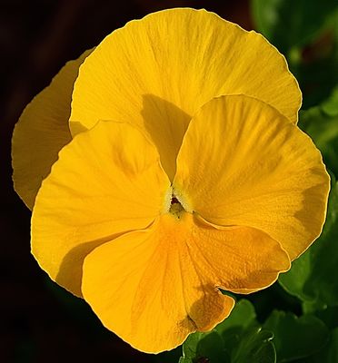 Very Yellow Pansy