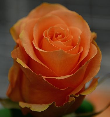 g13/42/822742/3/173178081.3c2a928e.JPEG