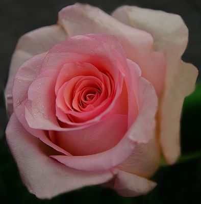 Pink Beauty Rose