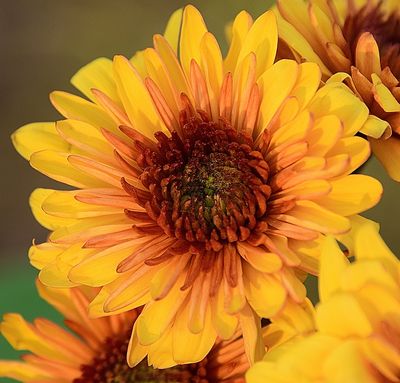 Pollen Dusted Mum