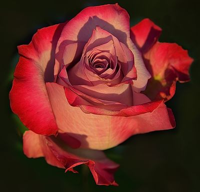14 of 365 Red White Rose Royale