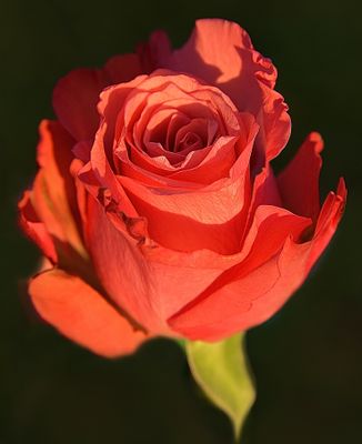 Salmon Pink Rose.jpg