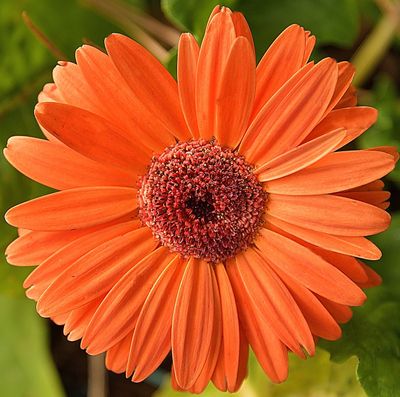 Orange Geberra Daisy