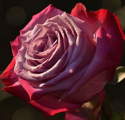 Lavender Red Rose.jpg