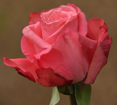 17 of 365 Flamingo Pink Rose.jpg