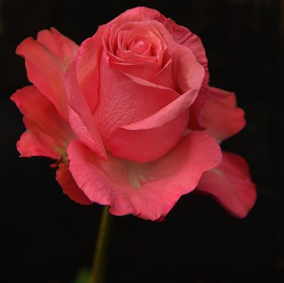 Pink Joyous Rose