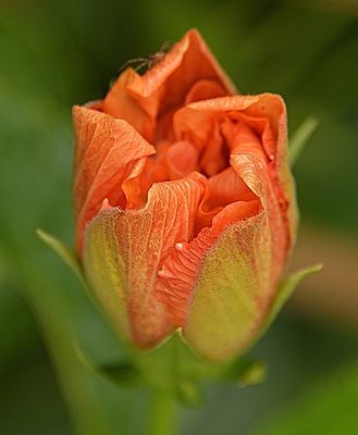 Fresh Double Hibiscus Bloom.jpg