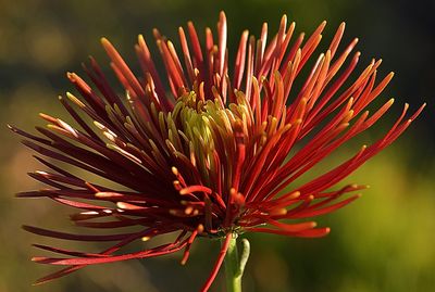 21 of 365 Rusty Spider Mum