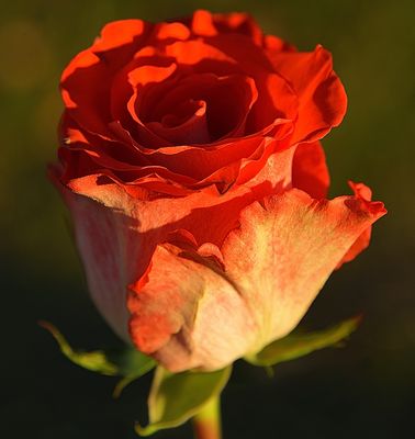 g13/42/822742/3/173216464.97f73e61.JPEG
