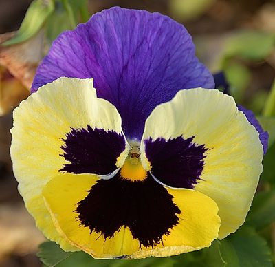 Blue Yellow Pansy